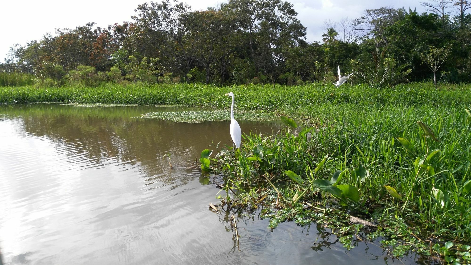 Lirio Lodge Barra de Pacuare Zewnętrze zdjęcie