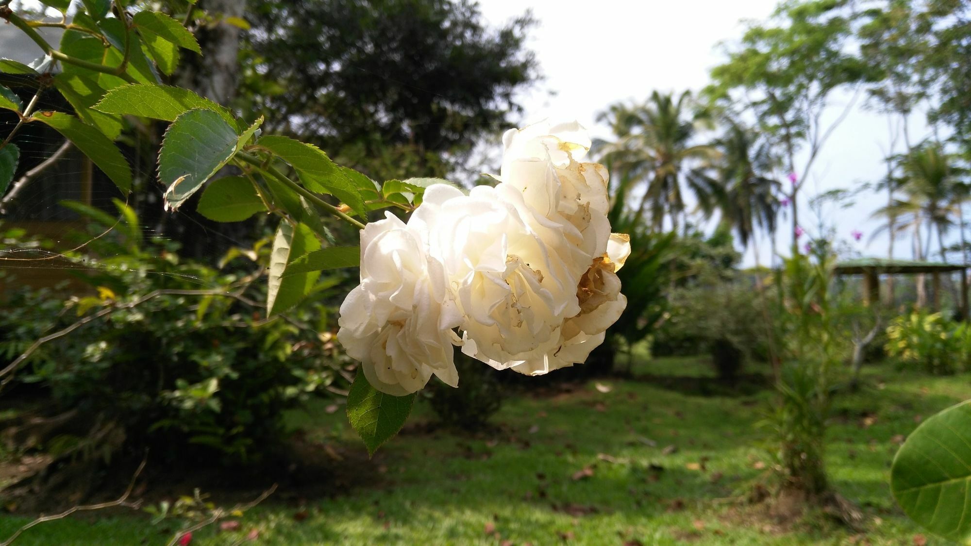 Lirio Lodge Barra de Pacuare Zewnętrze zdjęcie